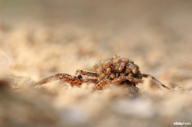 Wolfspin draagt haar kroost, 50-60 jonge spinnetjes, op het achterlichaam