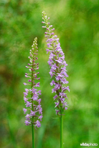 Grote muggenorchis