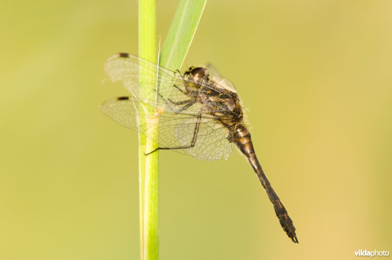 Zwarte heidelibel