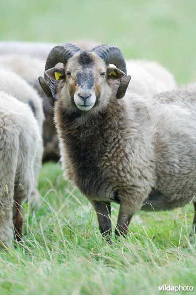 Ram Drentsch Heideschaap