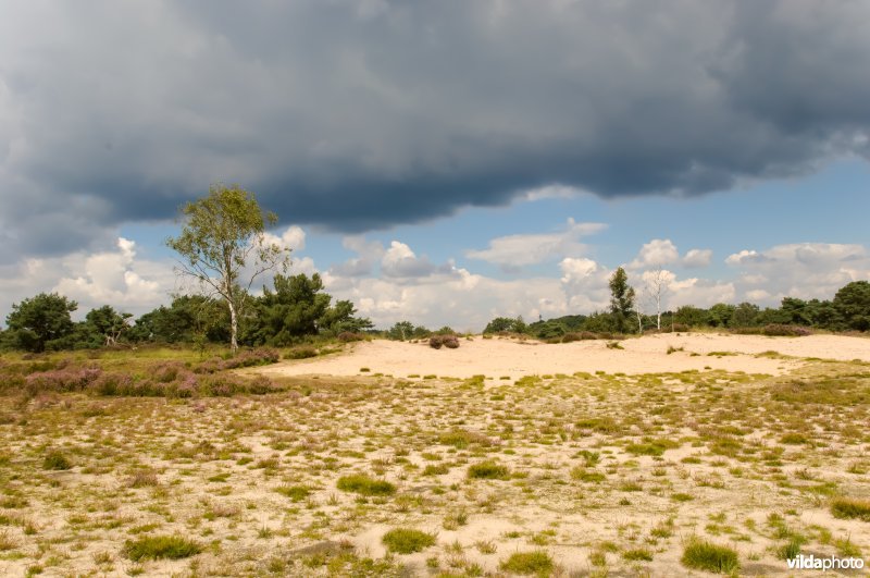Zoom-Kalmthoutse Heide