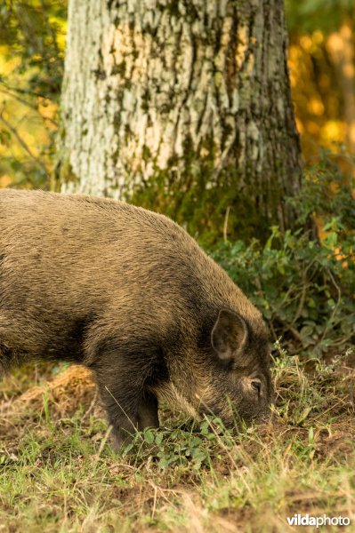 Wilde zwijnen op zoek naar eikels in bosrand