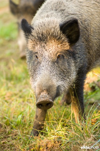 Wilde zwijnen op zoek naar eikels in bosrand