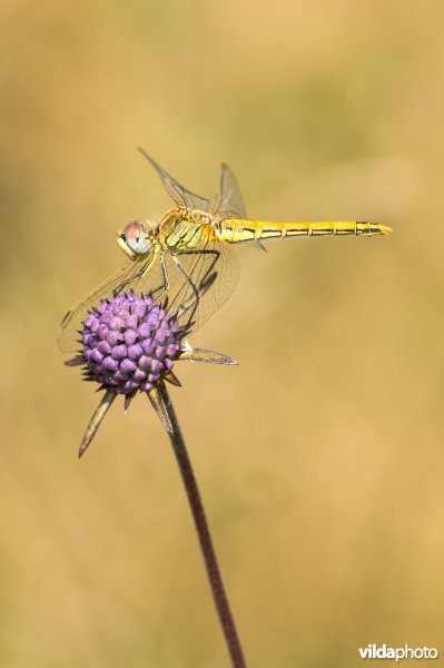 Zwervende heidelibel (Sympetrum fonscolombii)