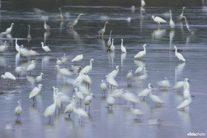 Kleine zilverreigers in de Brenne