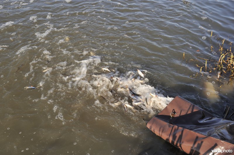 Uitzetting van blankvoorn