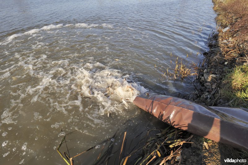 Uitzetting van blankvoorn