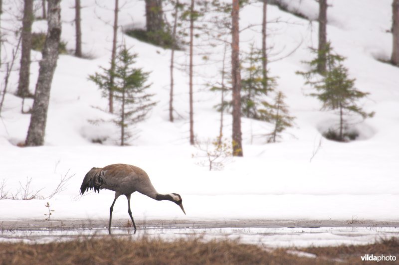 Kraanvogel in Zweden