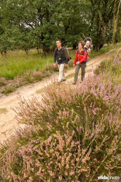 Wandelen in de Meinweg