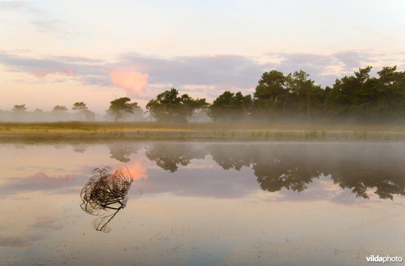 Ochtendnevels over en ven op de Kalmthoutse Heide