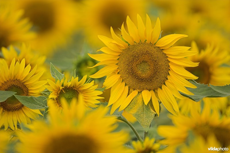 Zonnebloemen