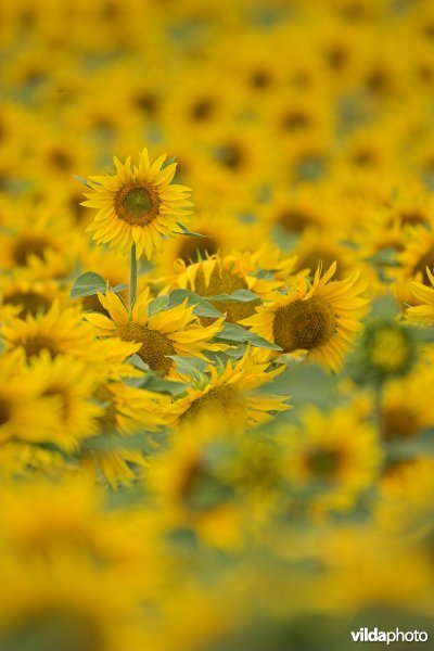 Zonnebloemen