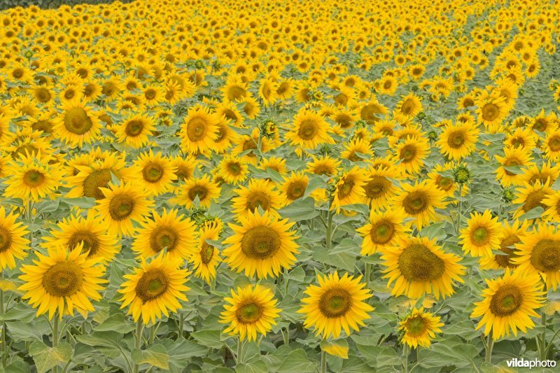 Veld Zonnebloemen