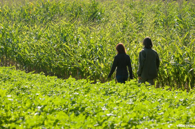 Wandelaars in akkerland