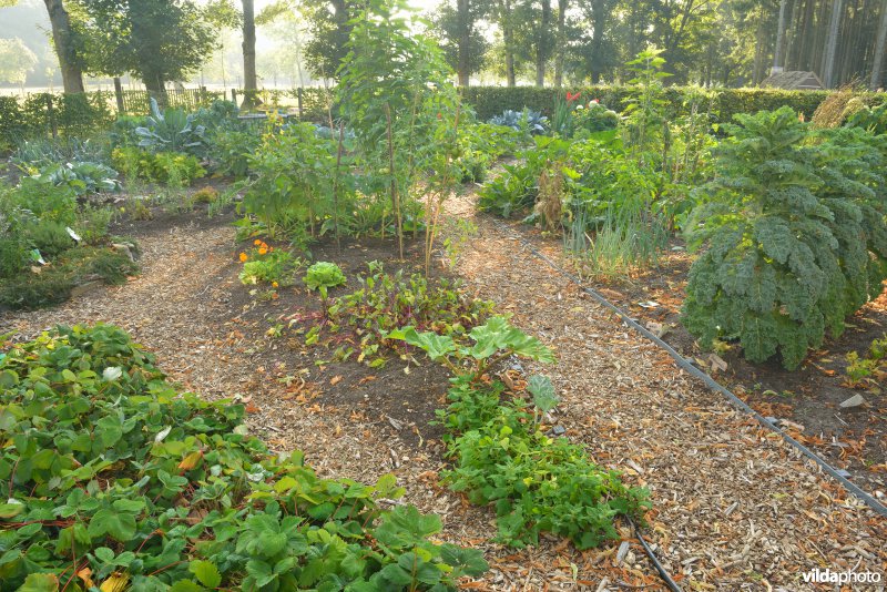 Ecologische moestuin met mulchpaadjes