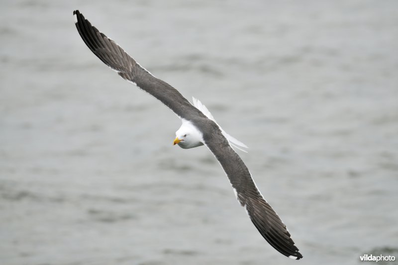 Kleine mantelmeeuw in vlucht