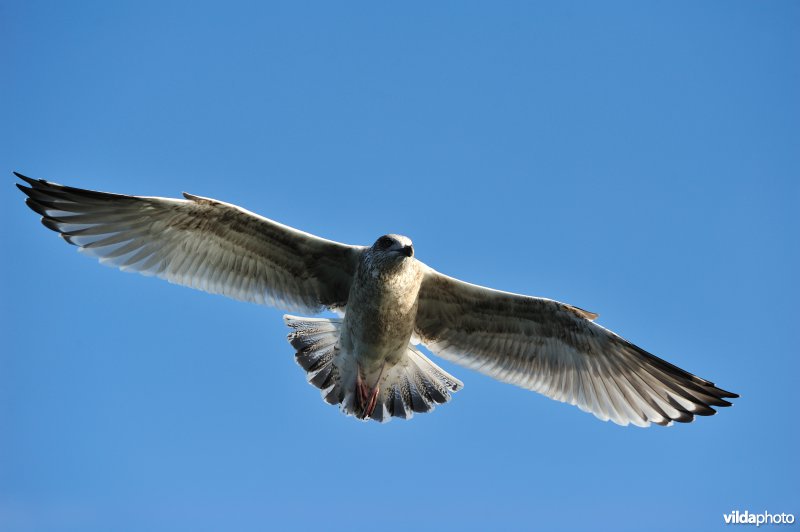 Juveniele Zilvermeeuw in vlucht