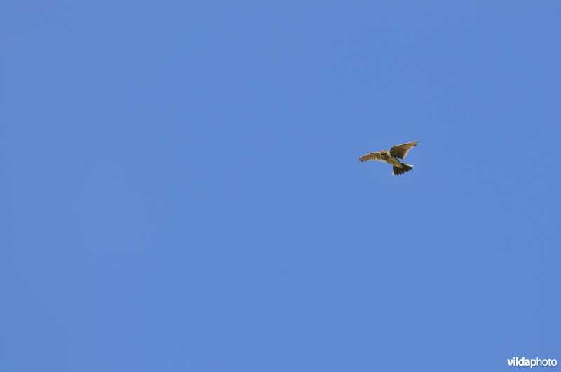 Veldleeuwerik in vlucht