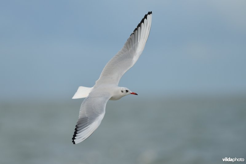 Kokmeeuw in vlucht