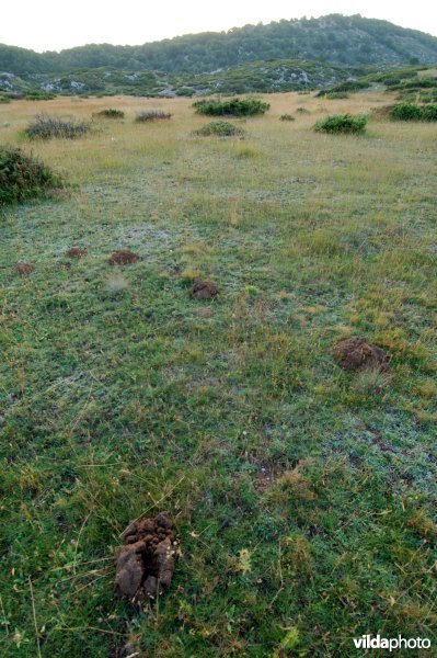 Westelijke blindmuis