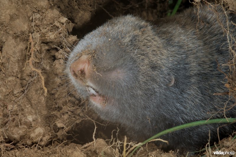 Westelijke blindmuis