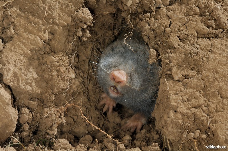 Westelijke blindmuis