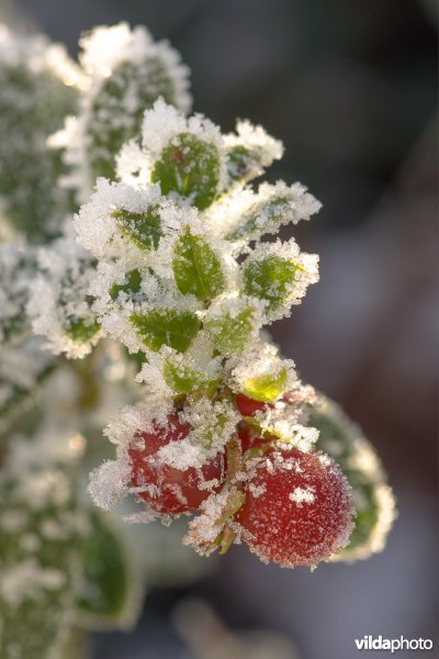 Berijpte rode bosbes