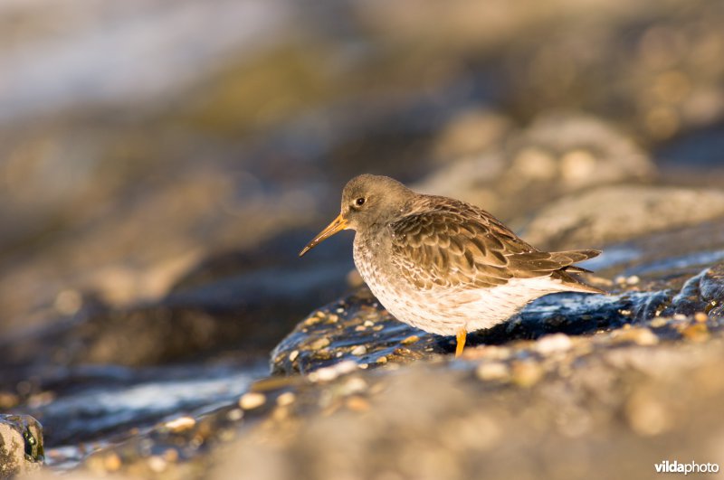 Paarse strandloper