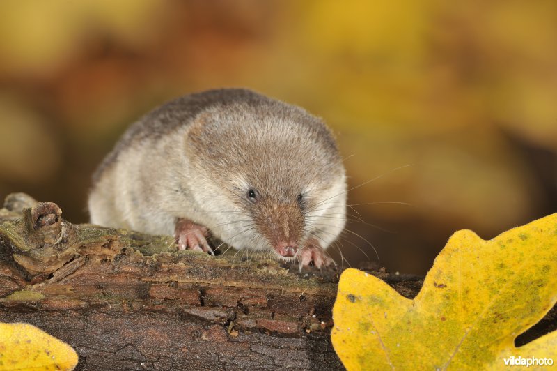 Bosspitsmuis