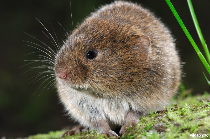 Aardmuis