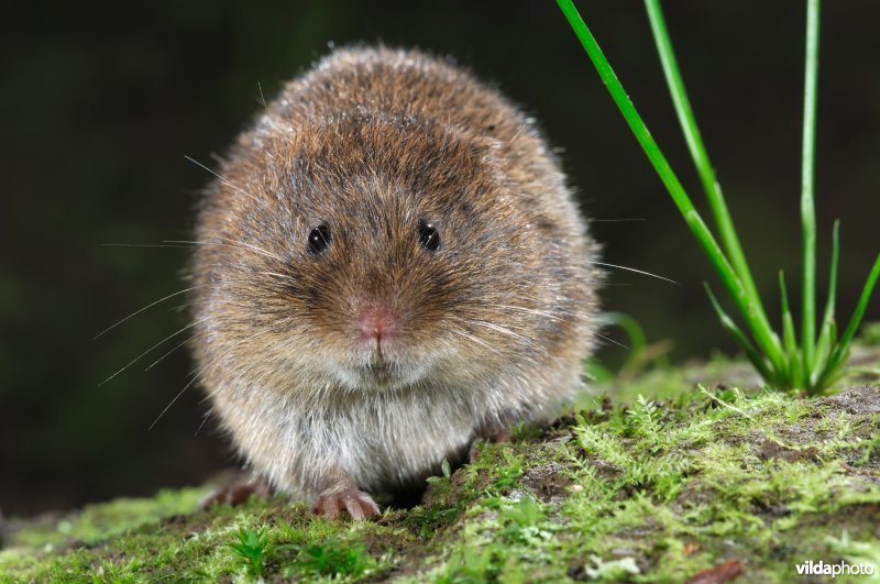 Aardmuis