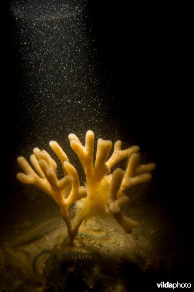 Geweispons met slakdolfeieren