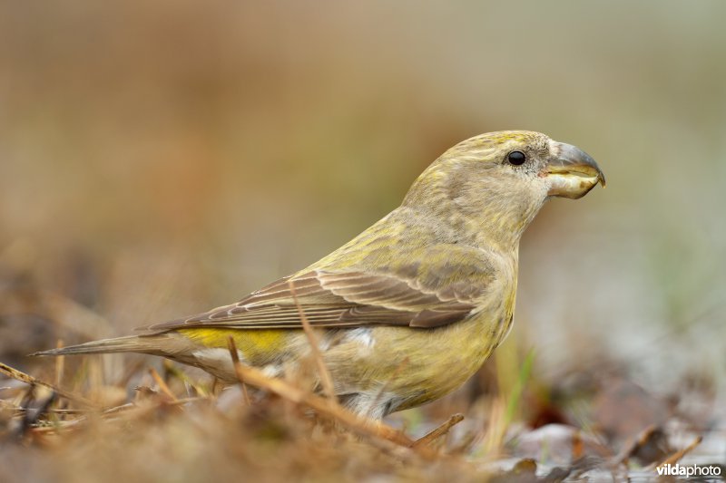 Vrouwtje Grote kruisbek