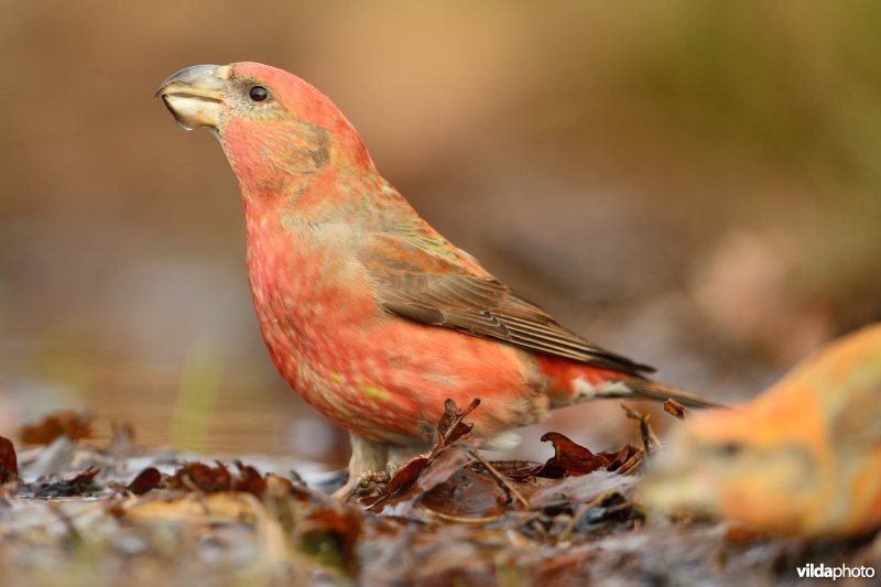 Mannetje Grote kruisbek