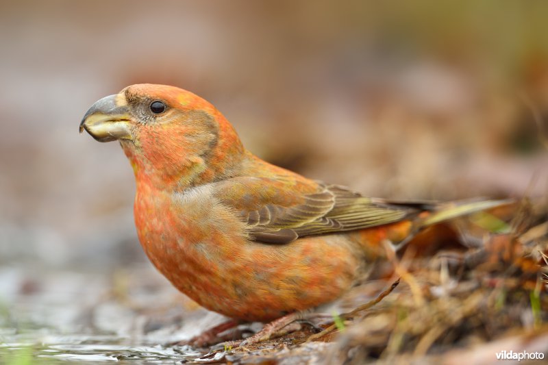 Drinkende Grote kruisbek