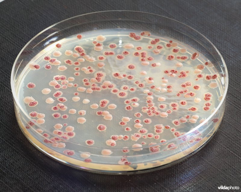 Agarplaat met bacteriekolonies