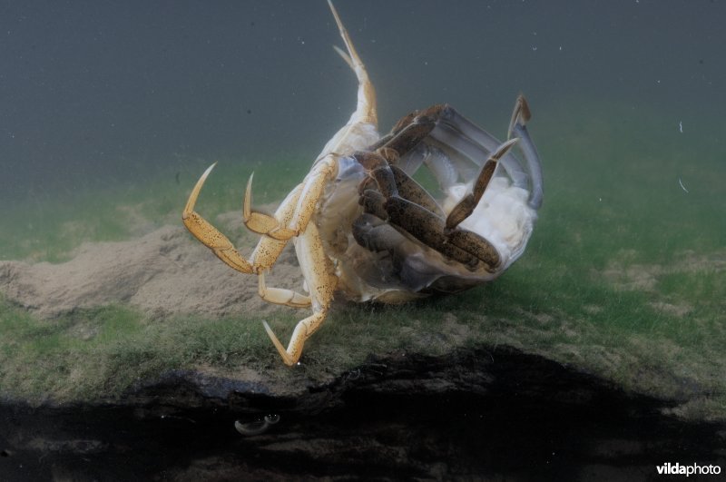 Vervellende wolhandkrab