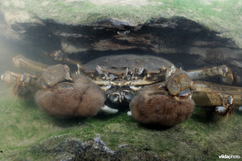 Chinese wolhandkrab