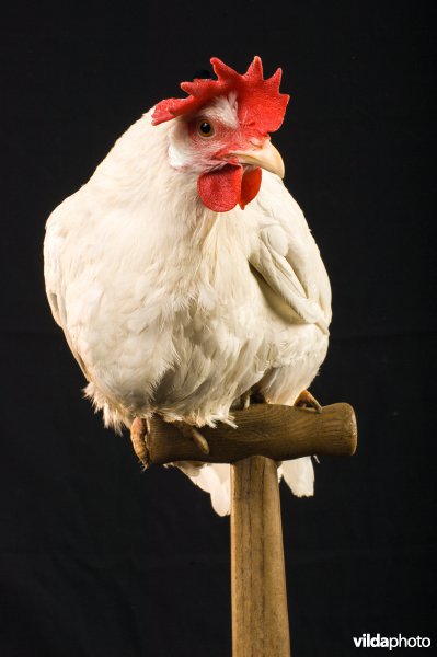 Studioportret van kippenras Witte Leghorn