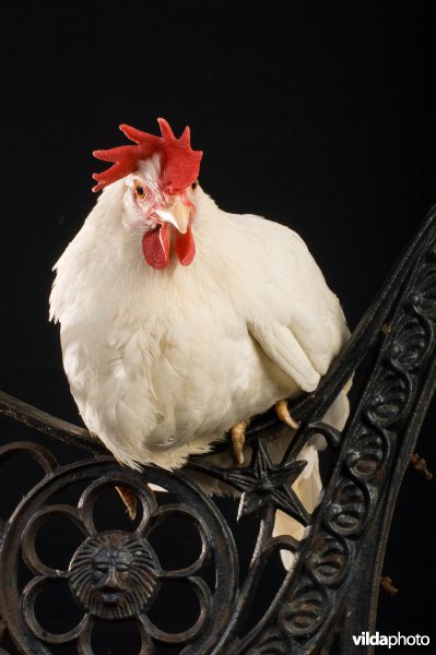 Studioportret van kippenras Witte Leghorn