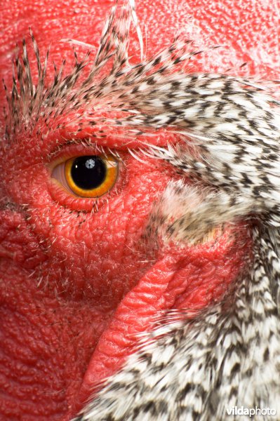 Studioportret van kippenras