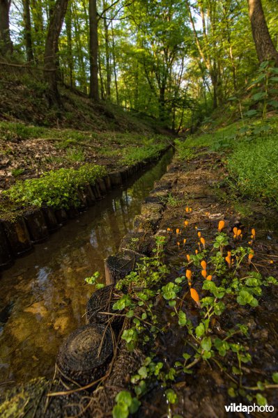 Beekmijtertjes in een sprengenbeek op de Veluwezoom
