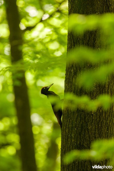Zwarte specht in een beukenbos.
