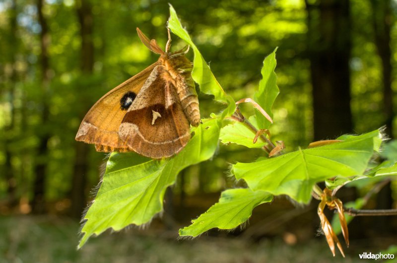 Tauvlinder hangend aan beukenblad