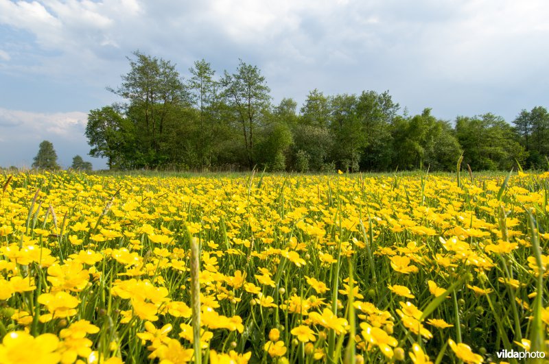 Kruipende boterbloem