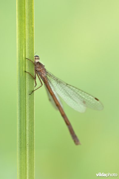 Bruine winterjuffer op een stengel