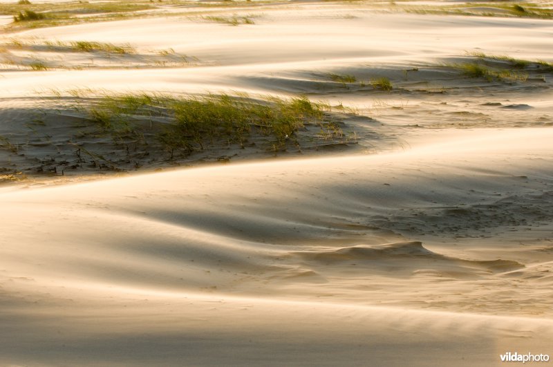 Stuivend zand vormt duinen