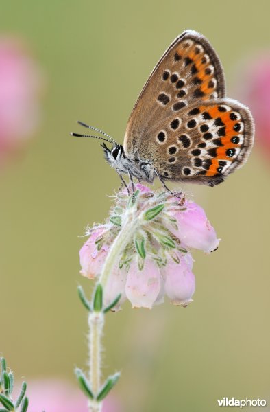 Vrouwtje van heideblauwtje op dophei