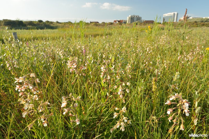 Natte duinpanne in de Westhoek