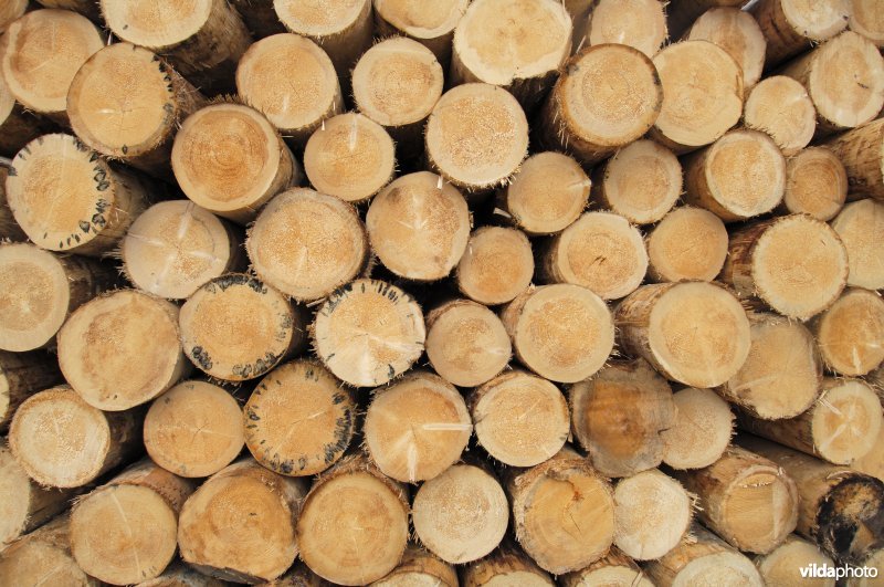 Hout van fijnspar